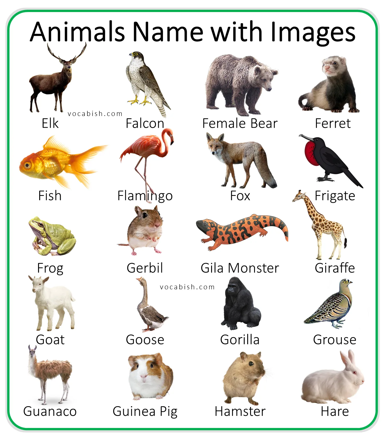 100+ A to Z Animal Names in English with Pictures