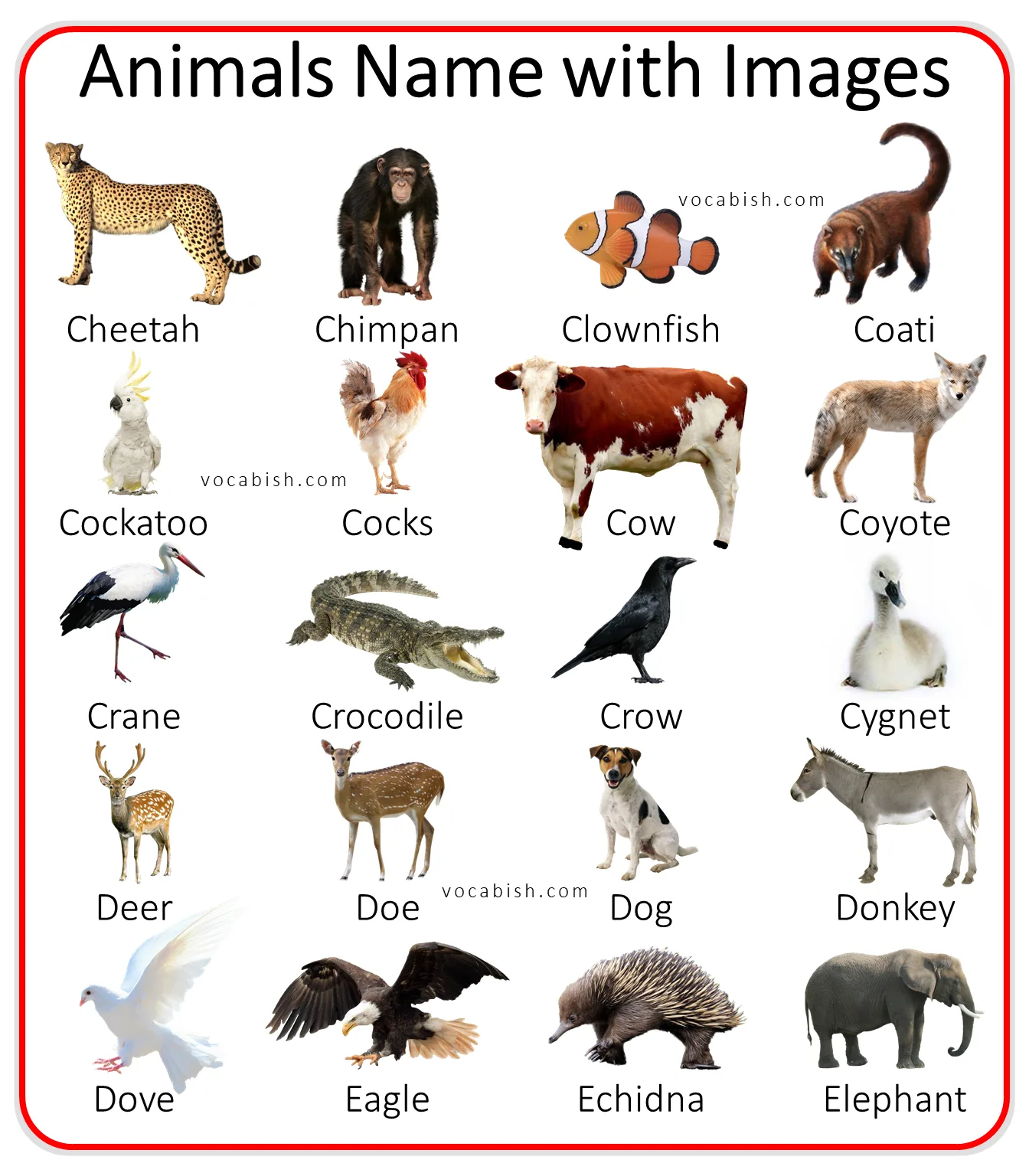 100+ A to Z Animal Names in English with Pictures