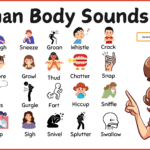 Human Body Sounds in English with Helpful Images