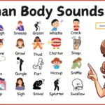Human Body Sounds in English with Helpful Images