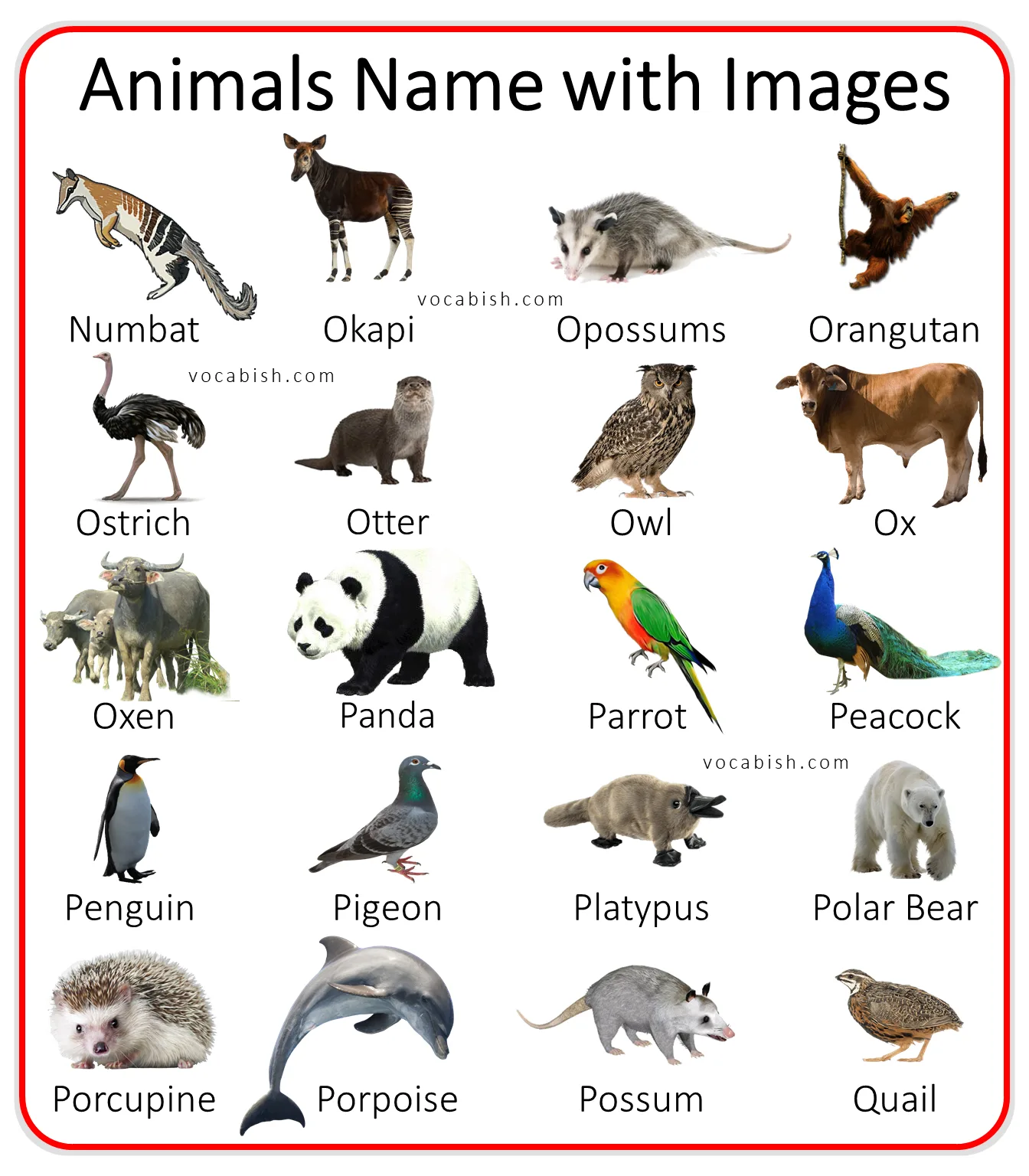 100+ A to Z Animal Names in English with Pictures
