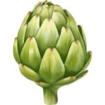 Artichoke