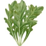 Arugula Leafy Green Vegetables