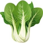 Bok Choy is a Cruciferous Vegetable