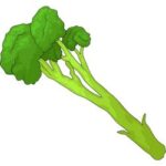 Broccolini