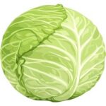 Cabbage