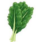 Collard Greens Leafy Green Vegetables