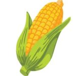Corn _ Sweet Corn