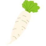 Daikon Radish