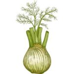 Fennel Stalk