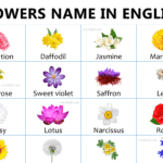 50+ Flowers Name in English with Pictures