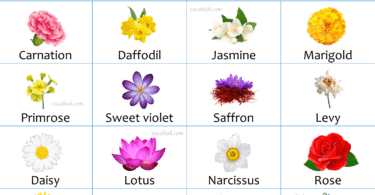Flower Names with Urdu Meanings and Images | Download PDF