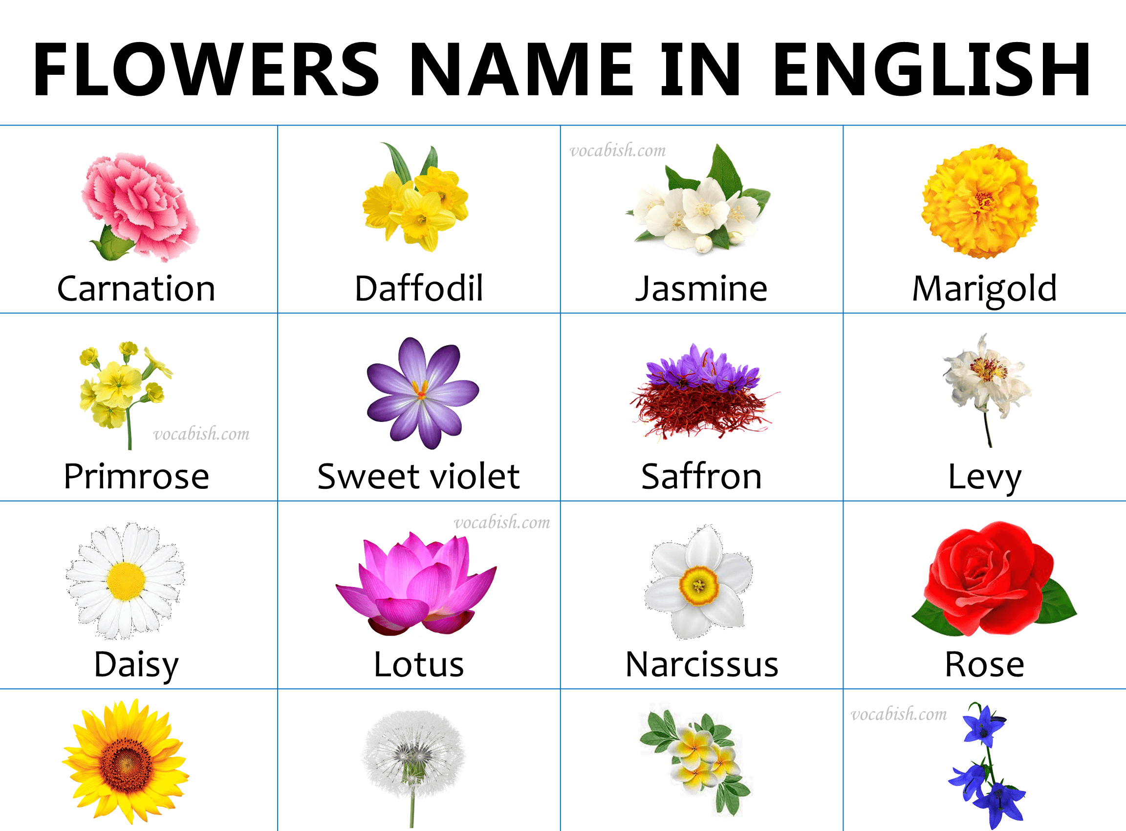 Flower Names with Urdu Meanings and Images | Download PDF