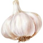 Garlic