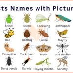 Insects Names in English with Pictures and PDF