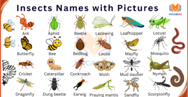 Insects Names in English with Pictures and PDF