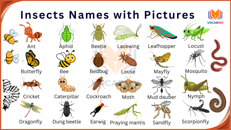 Insects Names in English with Pictures and PDF