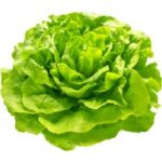 Lettuce