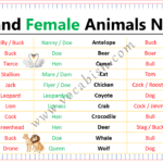 Male and Female Animals Name in English with PDF