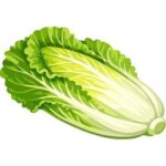 Napa Cabbage
