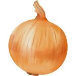 Onion