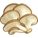 Oyster Mushroom
