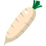 Parsnip is an Root Vegetable