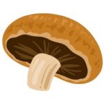 Portobello Mushroom