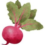 Radish