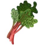 Rhubarb