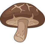 Shiitake Mushroom