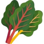 Swiss Chard Leafy Green Vegetables
