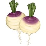 Turnip