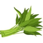 Water Spinach _ Kang Kong