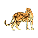 Cheetah as a Wild Animal