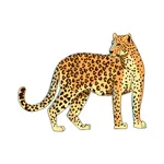 Cheetah as a Wild Animal