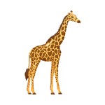 Giraffe as a Wild Animal