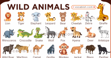 List of Wild Animals Name with Pictures and PDF