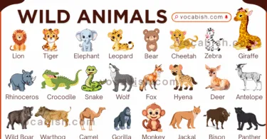 A comprehensive list of 30 plus wild animal names with pictures for English students and biology learners.