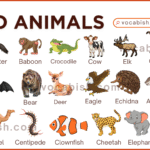 List of Zoo Animals Name with Their Pictures