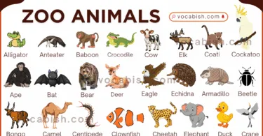 List of Zoo Animals Name with Their Pictures