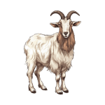 Mountain Goat as a Wild Animal