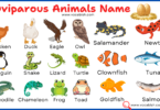 Oviparous Animals Name with Pictures