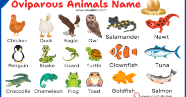 Oviparous Animals Name with Pictures