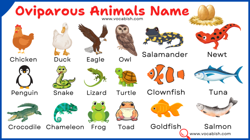 Oviparous Animals Name with Pictures