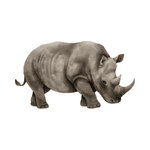 Rhinoceros as a Wild Animal