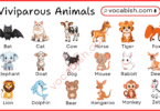 30+ viviparous animals for kids and students with pictures to learn about animal biology.
