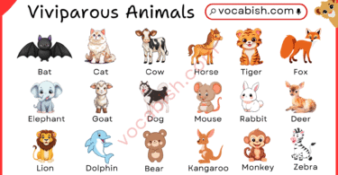 Viviparous Animal Names with Pictures