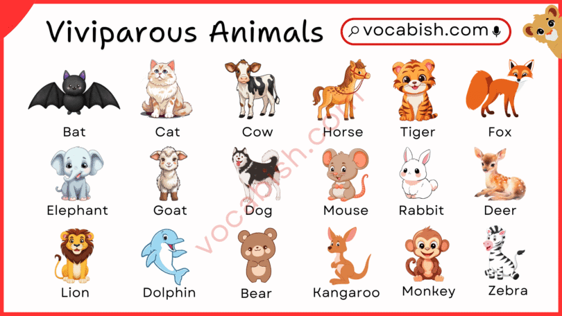 30+ viviparous animals for kids and students with pictures to learn about animal biology.