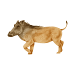 Warthog as a Wild Animal